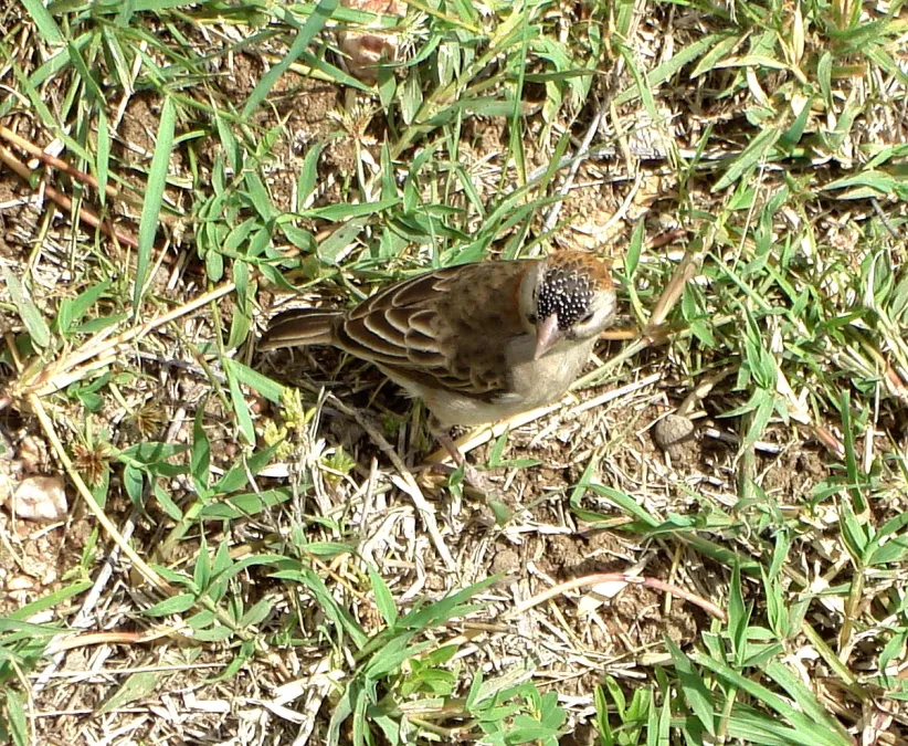 File:Speckle-fronted Weaver. Sporopipes frontalis - Flickr - gailhampshire.jpg