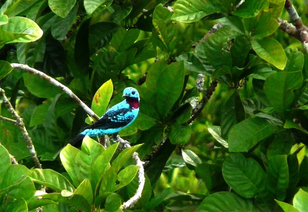 File:Spangled Cotinga. Cotinga cayana - Flickr - gailhampshire.jpg