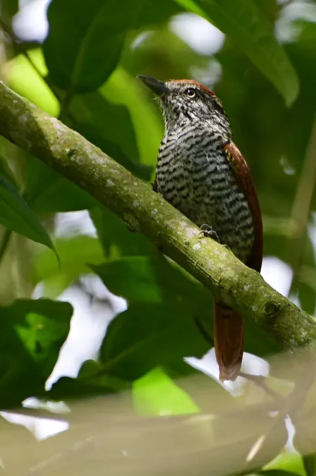 File:Thamnophilus multistriatus (Batará carcajada) - Hembra (28231548126).jpg