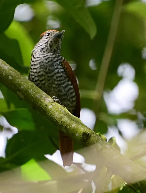 File:Thamnophilus multistriatus (Batará carcajada) - Hembra (27650174934).jpg