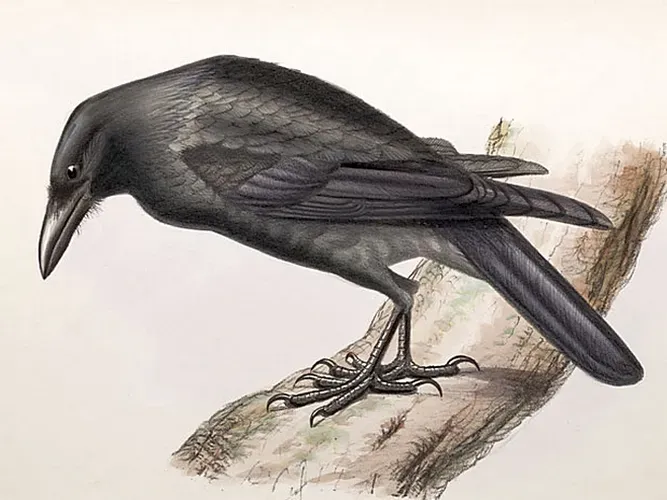 File:Corvus jamaicensis2.jpg