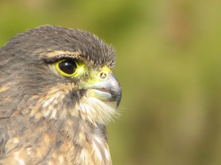 File:Falco novaeseelandiae Ken Paterson 1.jpg