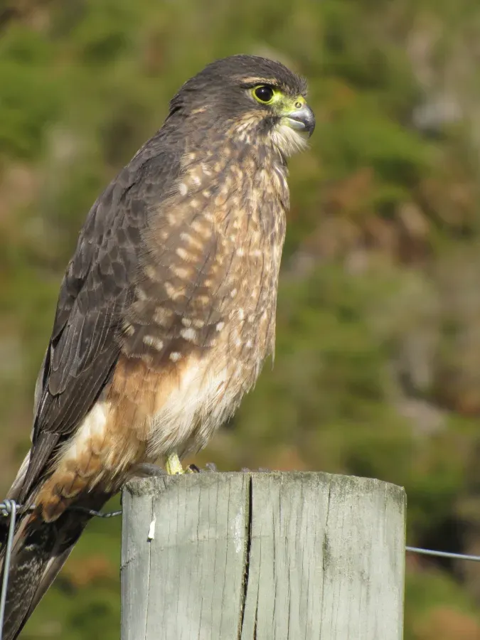 File:Falco novaeseelandiae Ken Paterson 3.jpg