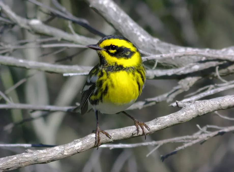 File:Setophaga townsendi, San Luis Obispo County, California 2.jpg