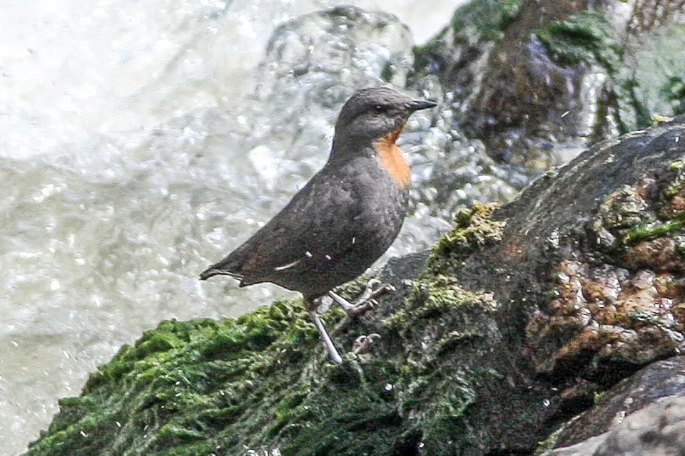 File:Cinclus schulzii Tucuman 1.jpg