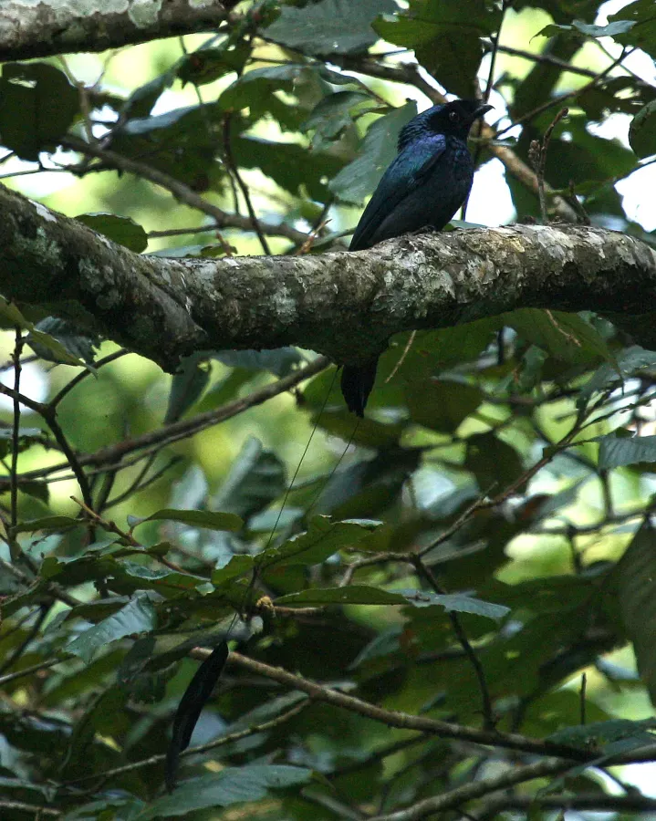 File:Lesser Racket-tailed Drongo Dicrurus remifer by Dr. Raju Kasambe IMG 0890 (5).jpg