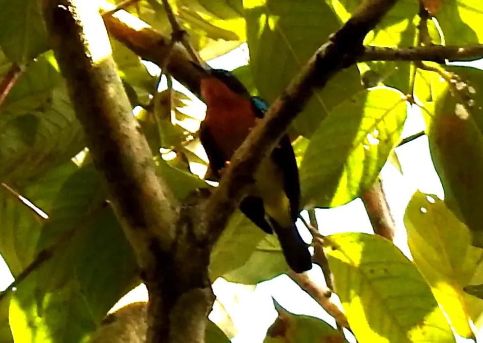 File:Ruby-cheeked Sunbird Chalcoparia singalensis Male by Dr. Raju Kasambe.jpg