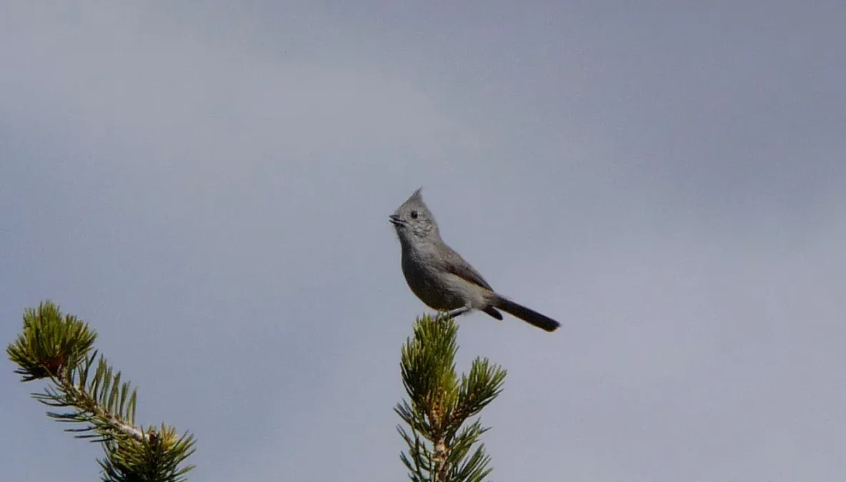 File:Juniper Titmouse. Baeolophus ridgwayi - Flickr - gailhampshire (1).jpg