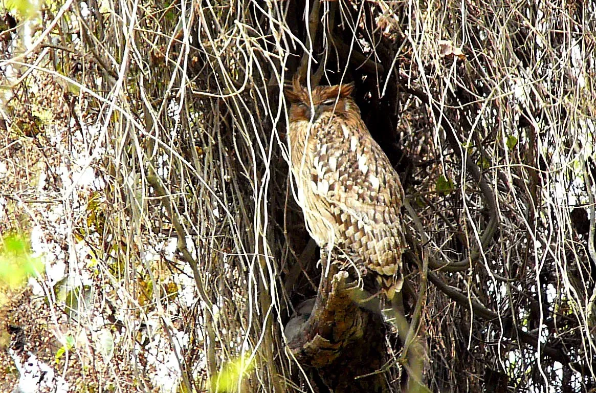 File:Tawny fish owl. Ketupa flavipes - Flickr - gailhampshire.jpg