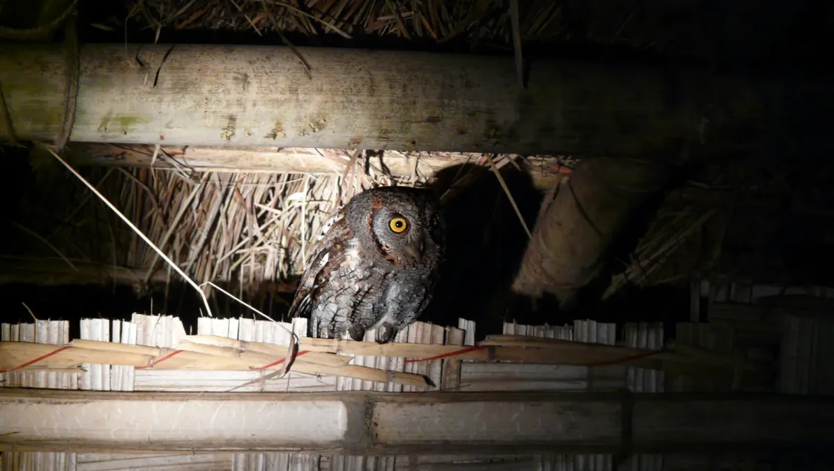 File:Oriental scops owl. Otus sunia - Flickr - gailhampshire.jpg