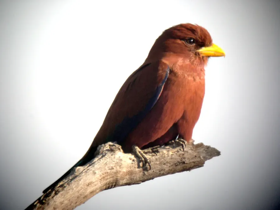File:Broad-billed Roller. Eurystomus glaucurus - Flickr - gailhampshire.jpg