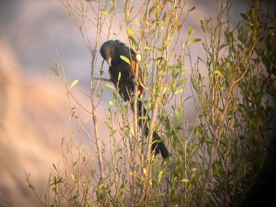 File:Madagascar Coucal. Centropus toulou - Flickr - gailhampshire.jpg