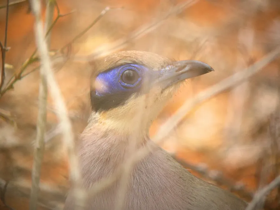 File:Green-capped Coua. Coua olivaceiceps - Flickr - gailhampshire.jpg