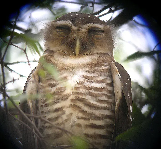 File:White-browed Owl Athene superciliaris, near Beroroha, Madagascar.jpg