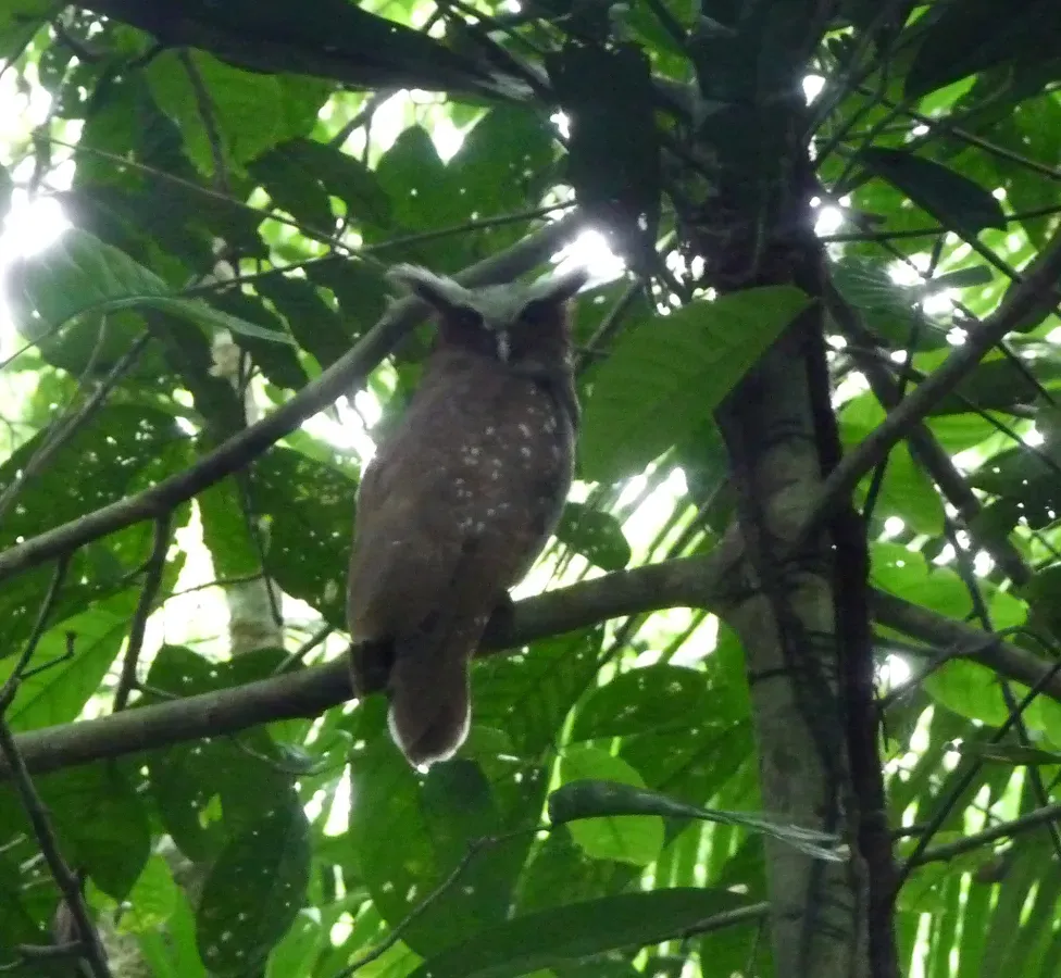 File:Crested Owl. Lophostrix cristata - Flickr - gailhampshire.jpg