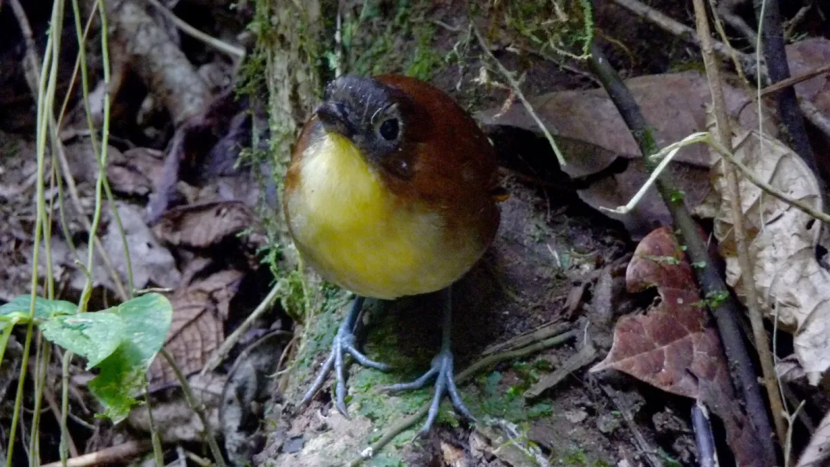File:Yellow breasted Antpitta. Grallaria Flavotincta - Flickr - gailhampshire.jpg