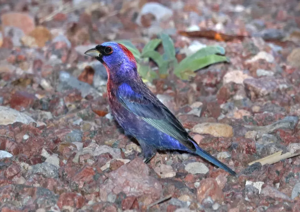 File:Passerina versicolor, Patagonia Lake, Arizona 1.jpg