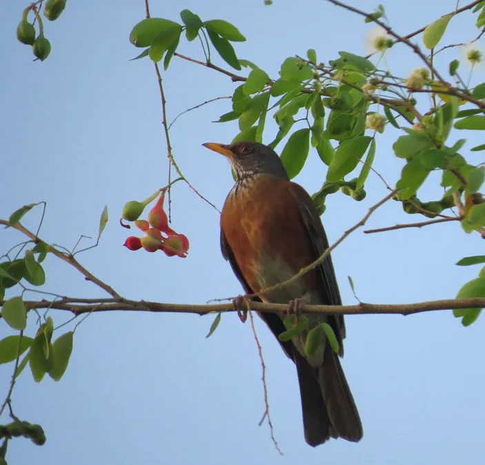 File:Turdus rufopalliatus- the Rufous-backed Thrush - Flickr - Dick Culbert.jpg