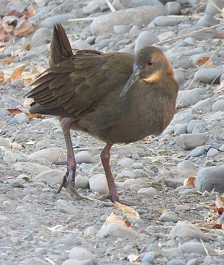 File:Pardirallus sanguinolentus landbecki - Flickr - Dick Culbert.jpg