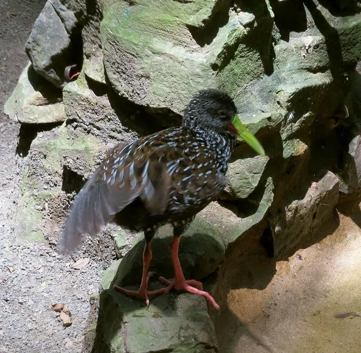 File:Pardirallus maculatus - Flickr - Dick Culbert.jpg