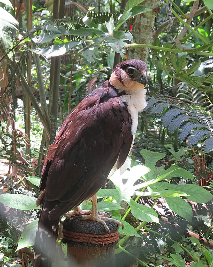 File:Micrastur semitorquatus - Flickr - Dick Culbert.jpg