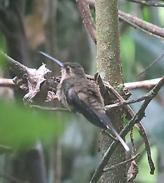 File:Phaethornis bourcieri - Flickr - Dick Culbert.jpg