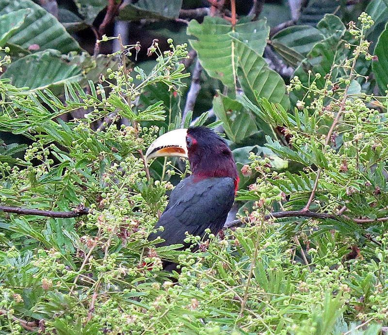 File:Pteroglossus azara - Flickr - Dick Culbert.jpg