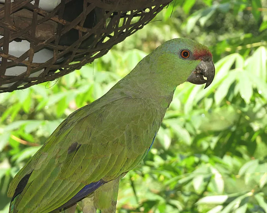 File:Amazona festiva - Flickr - Dick Culbert.jpg