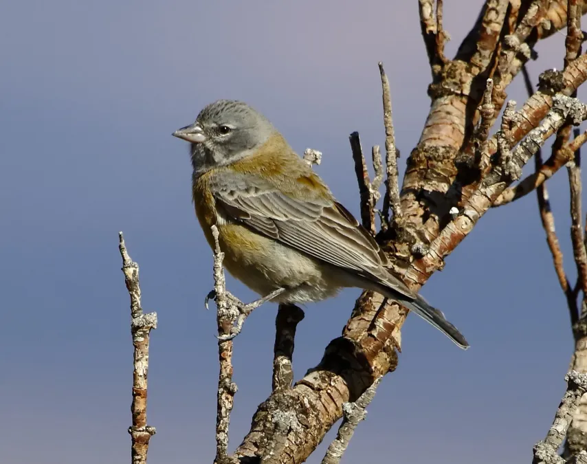 File:Phrygilus gayi - Gray-hooded sierra finch (female).jpg