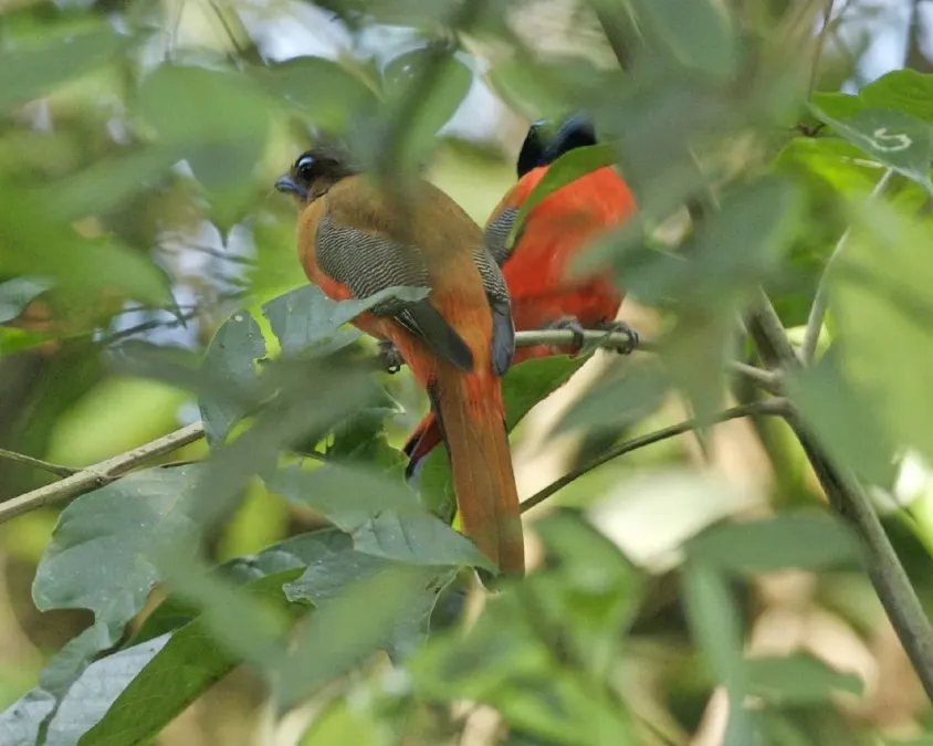 File:Scarlet-rumped Trogon (Harpactes duvaucelii) - pair.jpg
