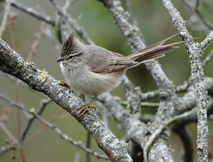 File:Leptasthenura platensis - Tufted tit-spinetail 2.jpg
