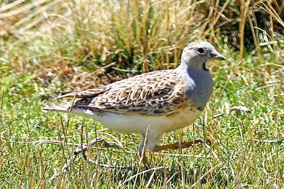 File:Thinocorus orbignyianus.jpg