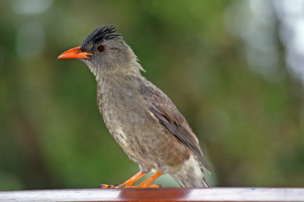 File:Seychelles Bulbul - Hypsipetes crassirostris 2.jpg