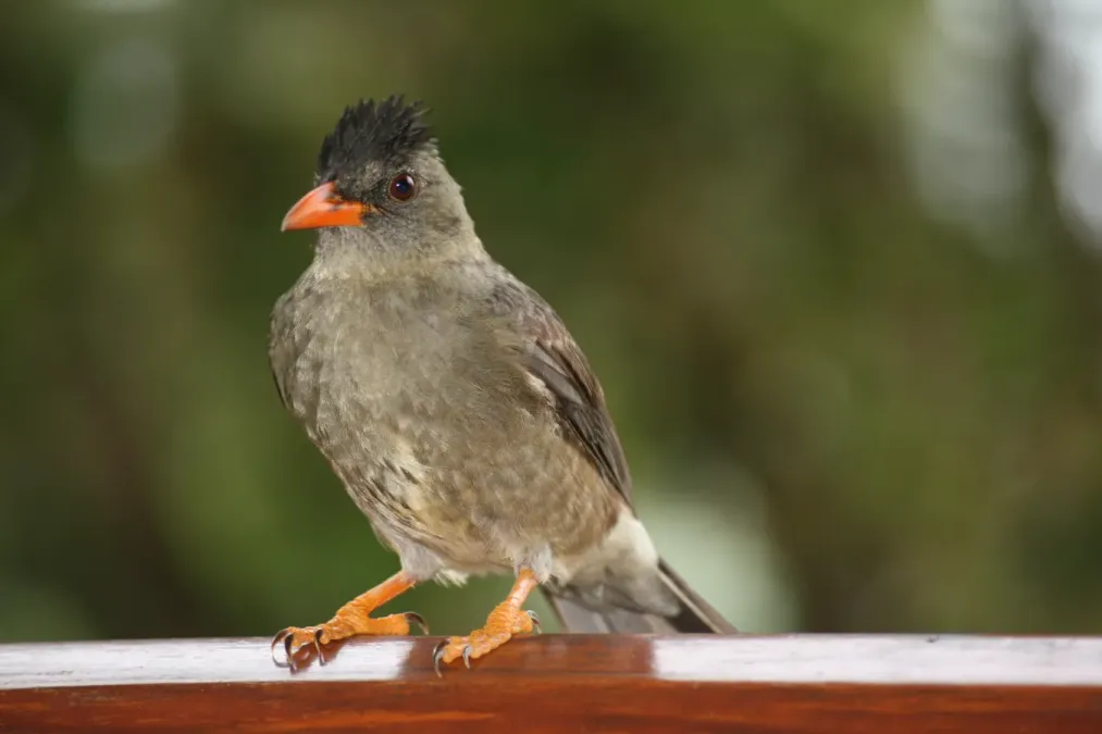 File:Seychelles Bulbul - Hypsipetes crassirostris 3.jpg