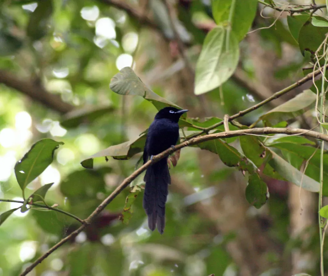 File:Seychelles Paradise Flycatcher - Terpsiphone corvina 2.jpg
