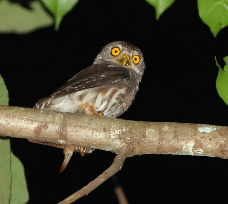 File:Glaucidium hardyi - Amazonian pygmy-owl.jpg