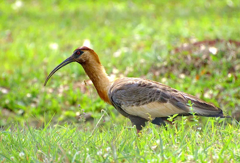 File:CURICACA ( Theristicus caudatus ).jpg
