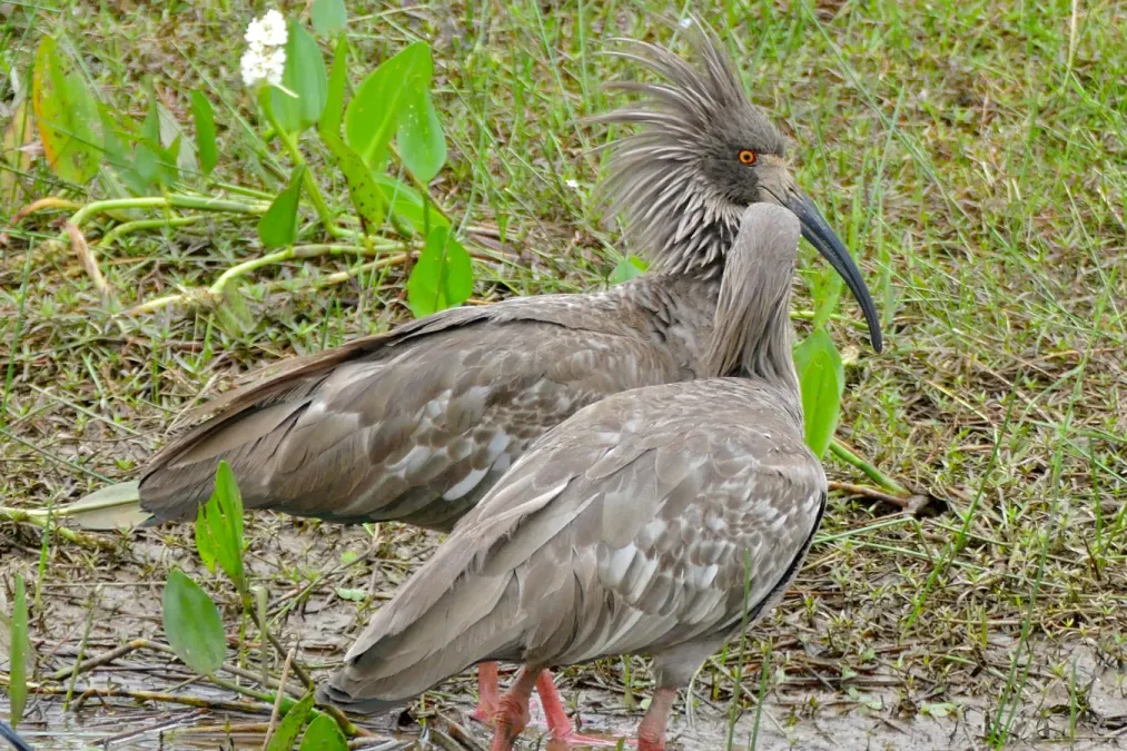File:Plumbeous Ibis (Theristicus caerulescens) couple (28957826532).jpg