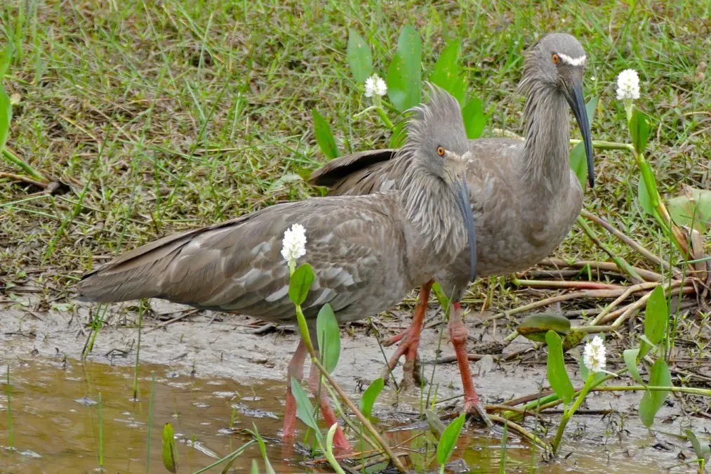 File:Plumbeous Ibis (Theristicus caerulescens) couple (29063136725).jpg