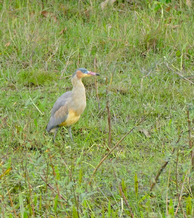 File:Whistling Heron (Syrigma sibilatrix) (29005350671).jpg
