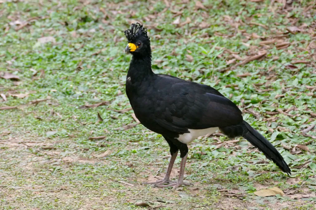 File:Bare-faced Curassow (Crax fasciolata) male (28400822154).jpg