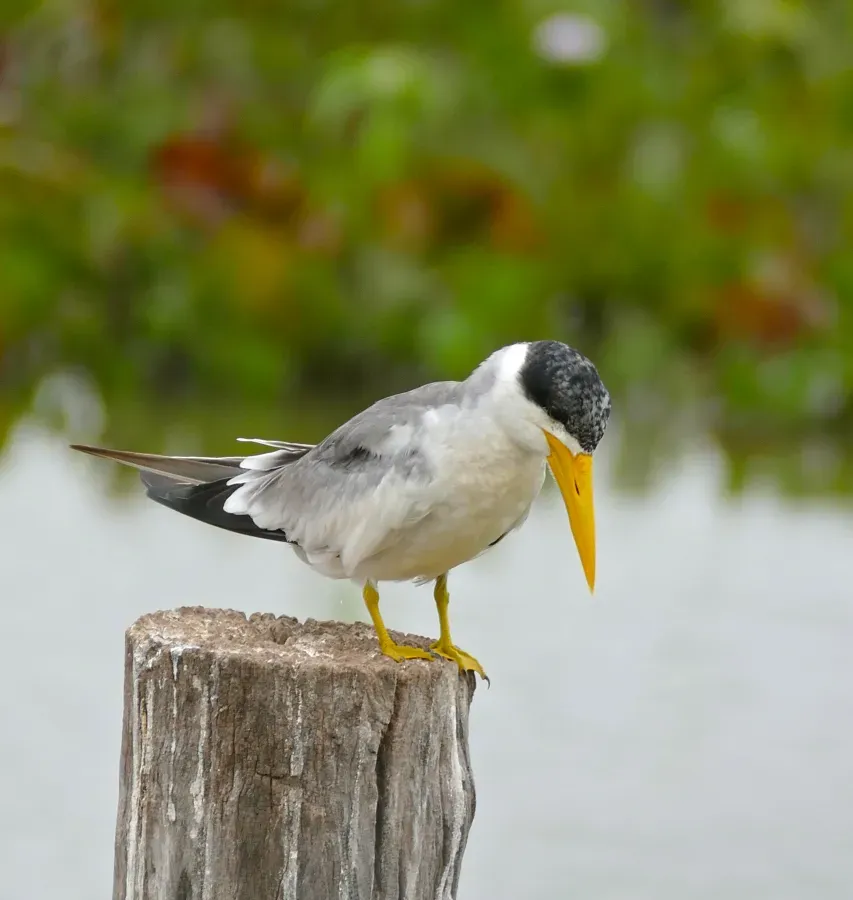 File:Large-billed Tern (Phaetusa simplex) (28710173120).jpg