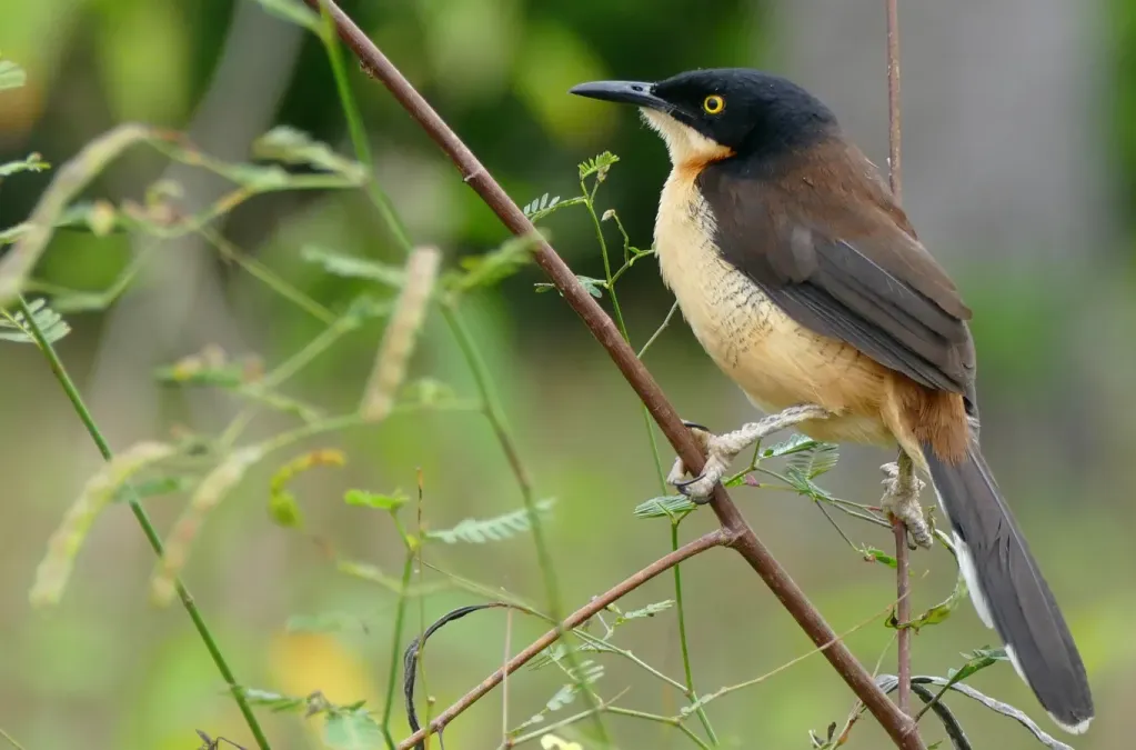File:Black-capped Mocking Thrush (Donacobius atricapilla) (28366832564).jpg