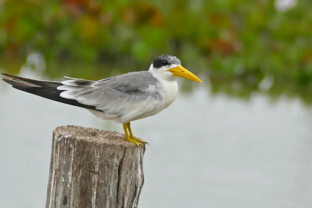File:Large-billed Tern (Phaetusa simplex) (28920047991).jpg