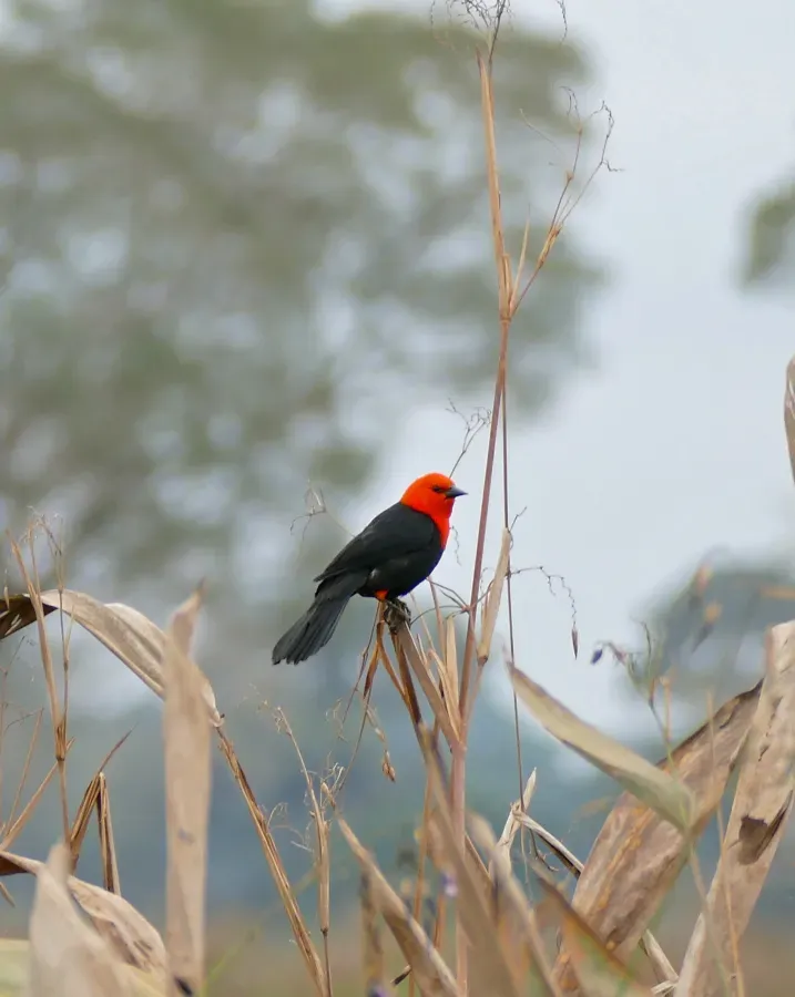 File:Scarlet-headed Blackbird (Amblyramphus holosericeus) (28337294363).jpg