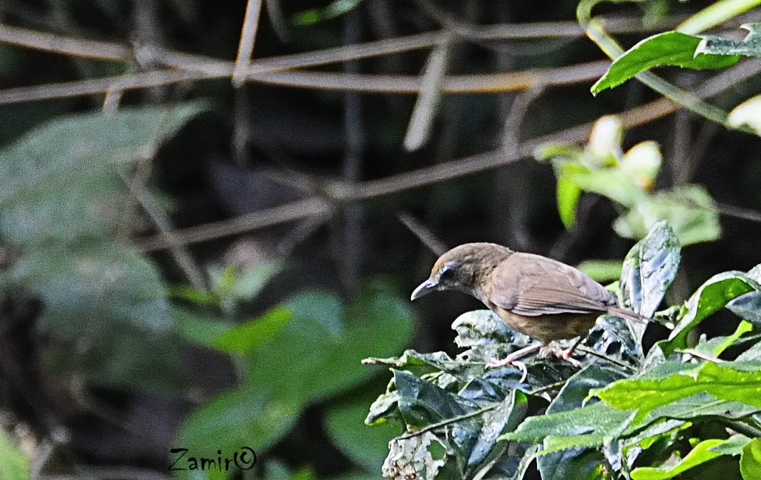 File:Abbotts Babbler (Malacocincla abbotti).jpg