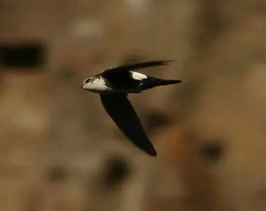 File:White-throated Swift (Aeronautes saxatalis) in flight.jpg