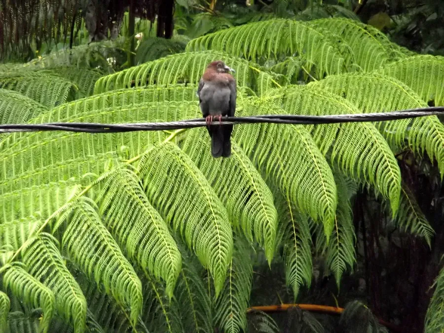 File:Scaly-naped Pigeon (Patagioenas squamosa) at Casa Cubuy Ecolodge - Flickr - Jay Sturner.jpg