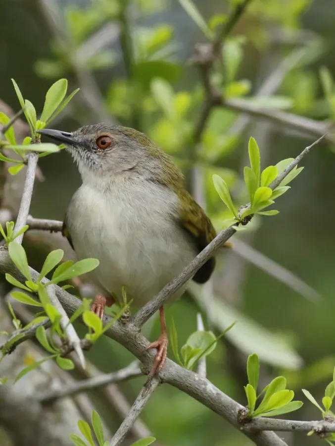 File:Green-backed camaroptera, Camaroptera brachyura, at Ndumo Nature Reserve, KwaZulu-Natal, South Africa (29088034395).jpg