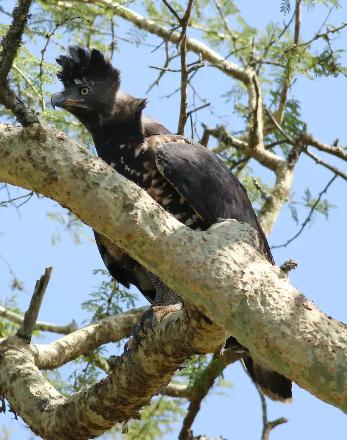 File:Crowned Eagle (Stephanoaetus coronatus), at Ndumo Nature Reserve, KwaZulu-Natal, South Africa (28842563882).jpg